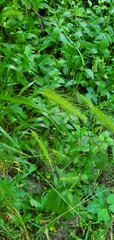 Elymus villosus