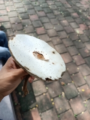 Chlorophyllum molybdites