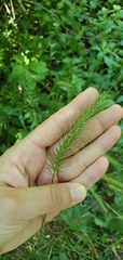 Elymus villosus