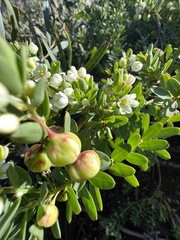 Phyllanthus calycinus