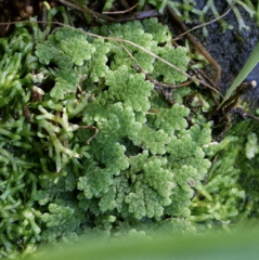 Azolla