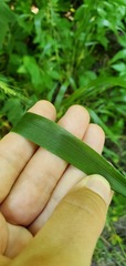 Elymus villosus