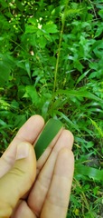 Elymus villosus
