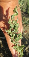 Atriplex gardneri