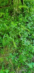 Elymus villosus