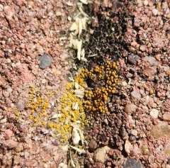 Candelariella aurella