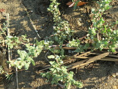 Atriplex gardneri