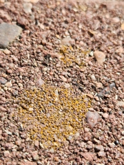 Candelariella aurella