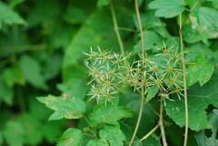 Clematis apiifolia