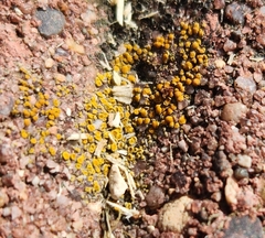 Candelariella aurella