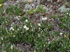 Dryas hookeriana