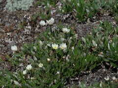 Dryas hookeriana