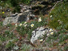 Dryas hookeriana
