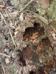 Odontomachus haematodus