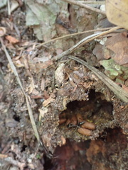 Odontomachus haematodus
