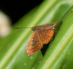 Periplacis apotheta