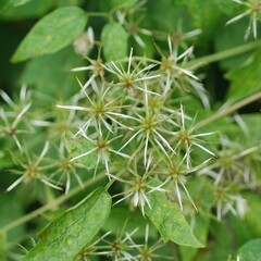 Clematis apiifolia