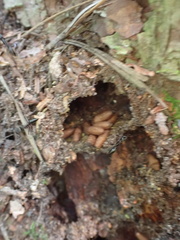 Odontomachus haematodus