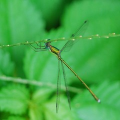 Lestes temporalis