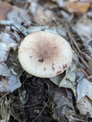 Lactarius quietus