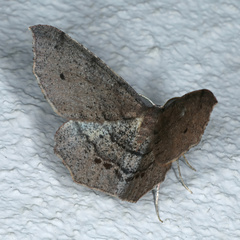 Rhinodia rostraria