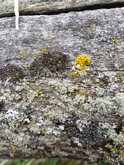 Hyperphyscia adglutinata