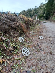 Ileodictyon cibarium