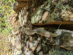 Coluber constrictor