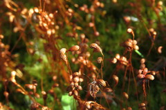 Funaria hygrometrica