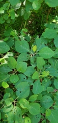 Sassafras albidum