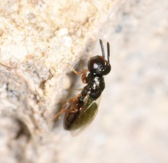 Pteromalidae