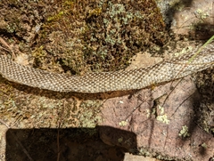 Coluber constrictor