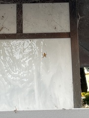 Araneus nordmanni