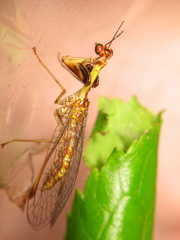 Mantispa