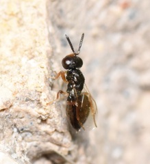 Pteromalidae