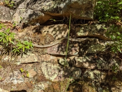Coluber constrictor