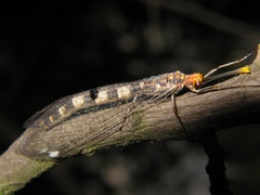 Megistopus flavicornis