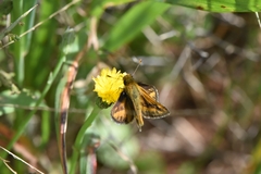 Taractrocera papyria