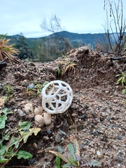 Ileodictyon cibarium