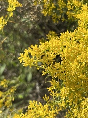 Gutierrezia microcephala