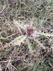 Cirsium acaule esculentum