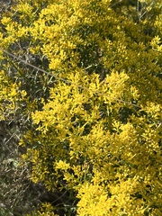 Gutierrezia microcephala