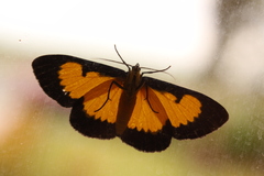 Xanthyris flaveolata