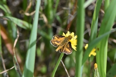 Taractrocera papyria