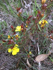 Hibbertia virgata