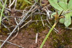 Taractrocera papyria