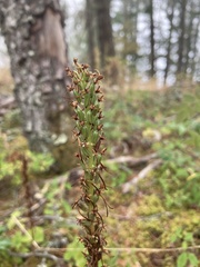 Piperia