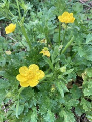 Ranunculus sardous