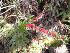 Dracophyllum secundum
