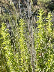 Brickellia laciniata